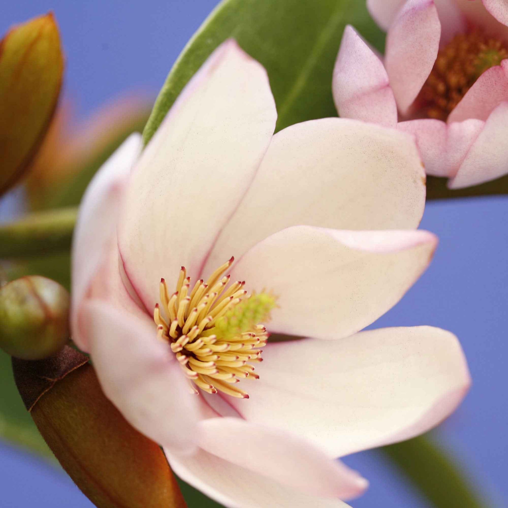Magnolie Michelia hybride 'Fairy Magnolia Blush' inkl. Artstone Topf Bola, schwarz - Winterhart - Gartenpflanzen