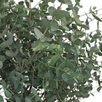 Gummibaum Eucalyptus gunnii 'Azura' inkl. quadratischer Rattankorb - Winterhart - Alle Bäume und Hecken