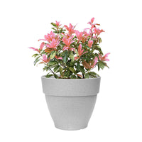 Glanzmispel Photinia serratifolia 'Pink Crispy' inkl. Elho Topf Vibia Campana, grau - Winterhart - Pflanzeneigenschaften