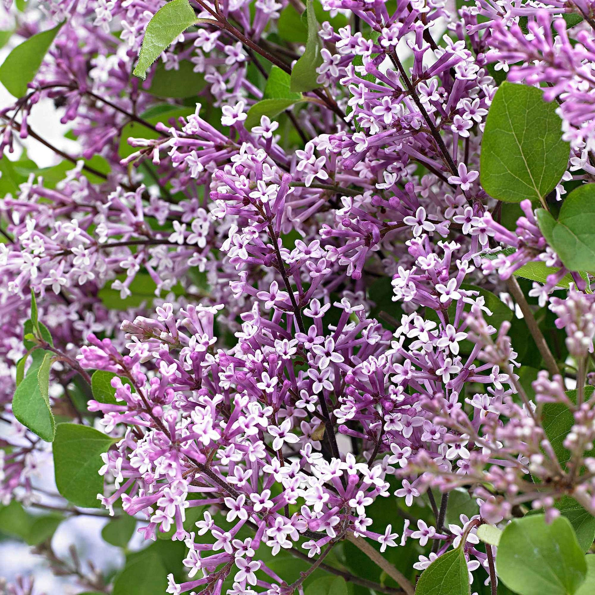 Syringa Bloomerang® 'Dark Purple' Lila inkl. Dekotopf - Winterhart - Bienen- und schmetterlingsfreundliche Pflanzen