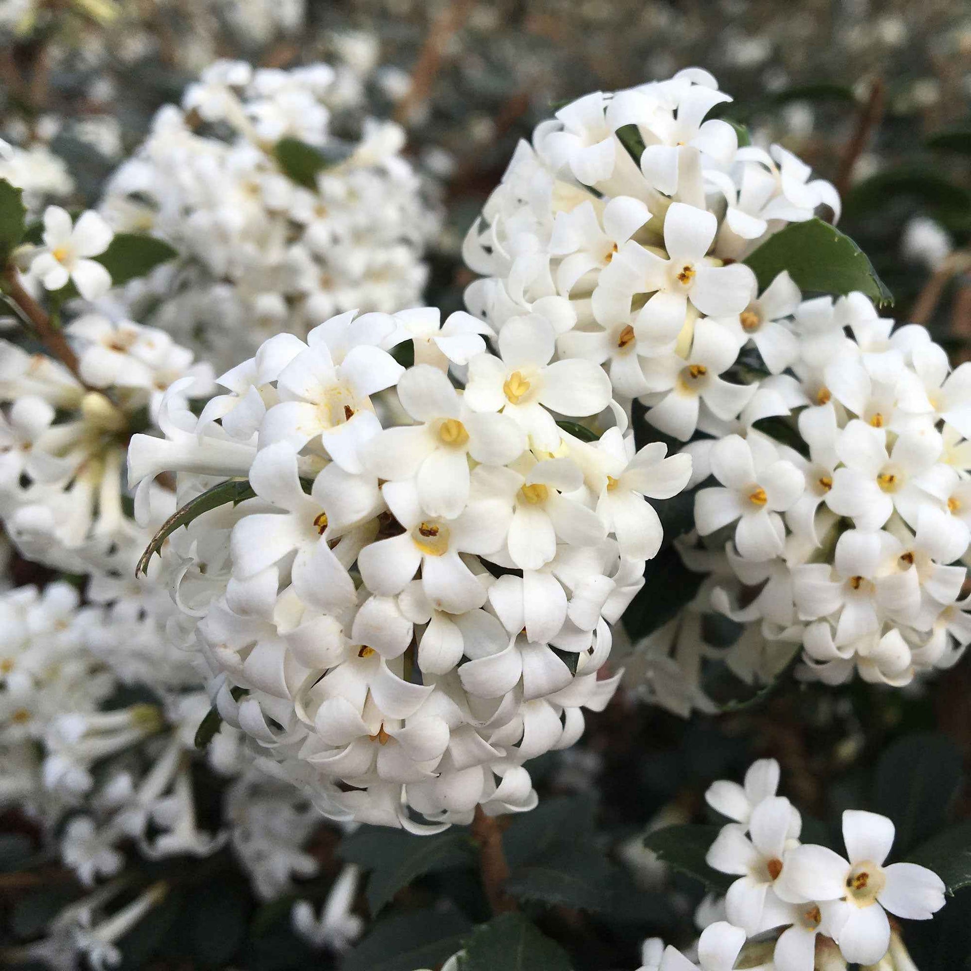 Herbstduftblüte Osmanthus delavayi 'Perfume of Nature' inkl. Elho Greenville, schwarz - Winterhart - Gartenpflanzen