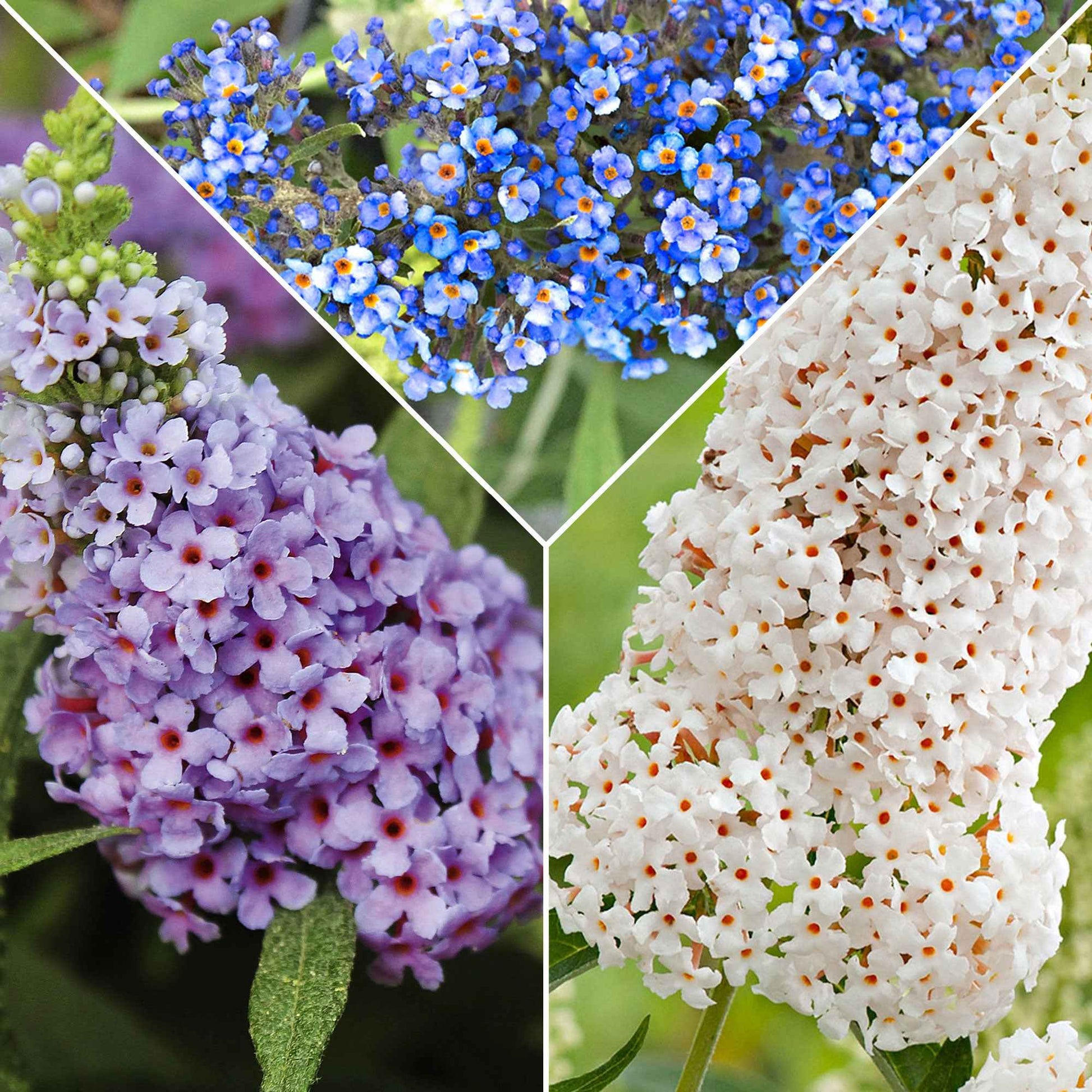 3x Schmetterlingsflieder Buddleja 'Lilac Turtle' + 'White Swan' + 'Blue Sarah' blau-lila-weiβ 'Tricolor' - Winterhart - Alle blühenden Gartenpflanzen