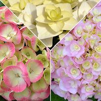 3x Bauernhortensie Hydrangea 3x Bauernhortensie Hortensie Hydrangea - Mischung 'Doppio Pleasure' rosa-lila-weiβ Rosa-Lila-Weiß - Bauernhortensie