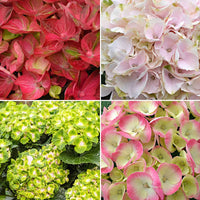 4x Bauernhortensie Hydrangea - Mischung 'Colourful Dreaming' - Blühende Gartenpflanzen