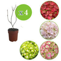 4x Bauernhortensie Hydrangea - Mischung 'Colourful Dreaming' - Beetpaket mit blühenden Pflanzen