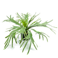 Künstlicher Geweihfarn Platycerium - Grüne Kunstpflanzen