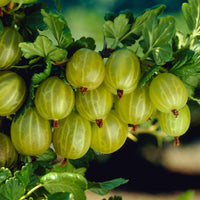 Stachelbeere Ribes 'Lady Sun' Gelb-Weiß - Bio - Beeren