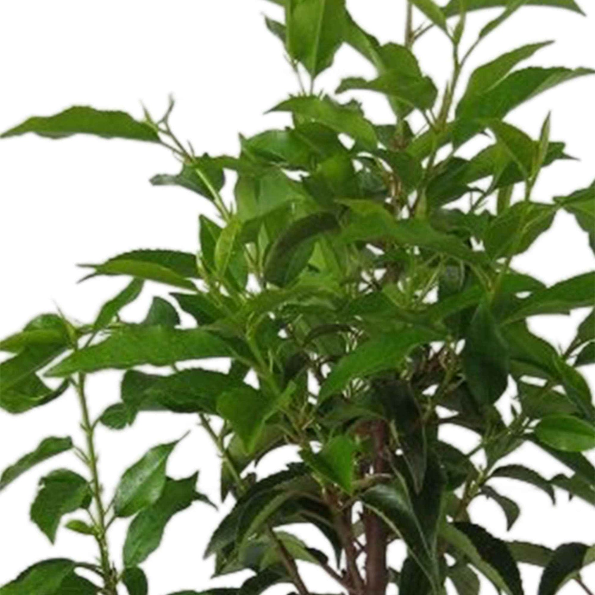 Lorbeerkirsche Prunus 'Novita' – wurzelnackt - Winterhart - Bienen- und schmetterlingsfreundliche Pflanzen