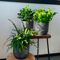 3x Badezimmerpflanzen - Mischung inkl. Ziertöpfe - Beliebte grüne Zimmerpflanzen