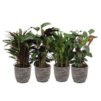 4x Calathea - Mischung Luftreinigende Pflanzen inkl. Dekotopf - Büropflanzen