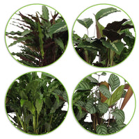 4x Calathea - Mischung Luftreinigende Pflanzen inkl. Dekotopf - Alle Pflanzen mit Topf