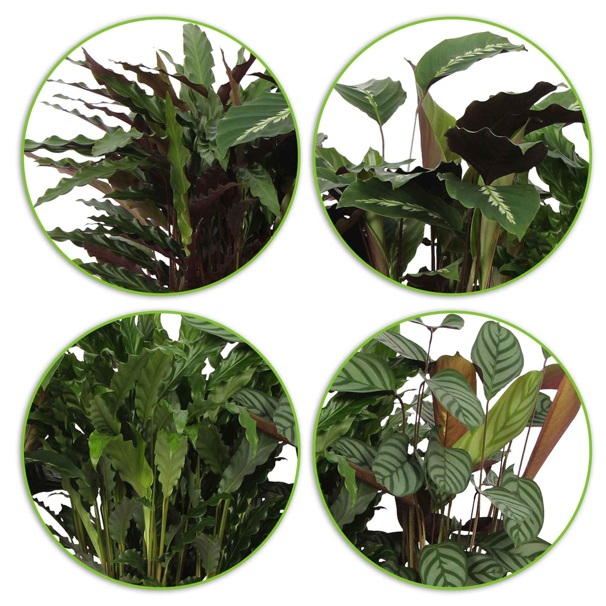 4x Calathea - Mischung Luftreinigende Pflanzen inkl. Dekotopf - Beliebte grüne Zimmerpflanzen