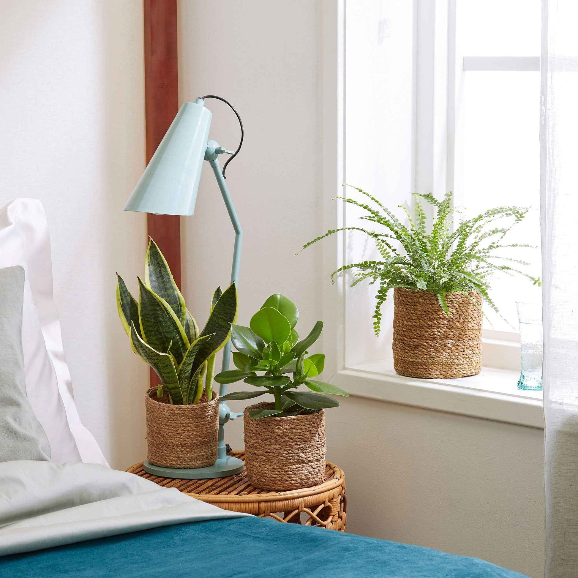 3x Schlafzimmerpflanzen - Mischung inkl. Körbe - Beliebte Zimmerpflanzen