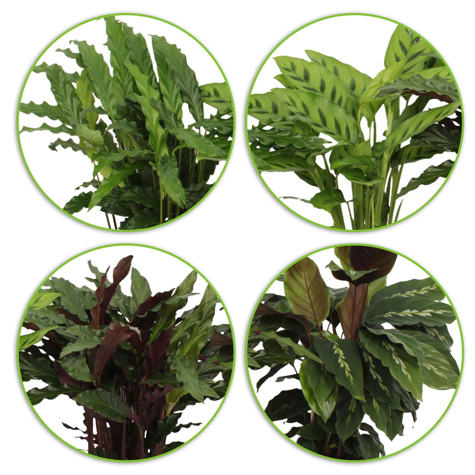 4x Calathea, Ctenanthe - Mischung Luftreinigende Pflanzen inkl. Dekotopf - Beliebte Zimmerpflanzen