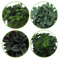 4x Grüne Zimmerpflanzen - Mischung 'Eden Collection' inkl. Ziertöpfe und Pflanzenständer - Büropflanzen