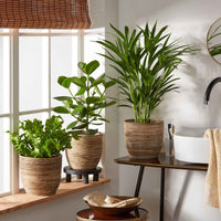3x Luftreinigende Zimmerpflanzen - Mischung inkl. Ziertöpfe + Plateau - Beliebte grüne Zimmerpflanzen