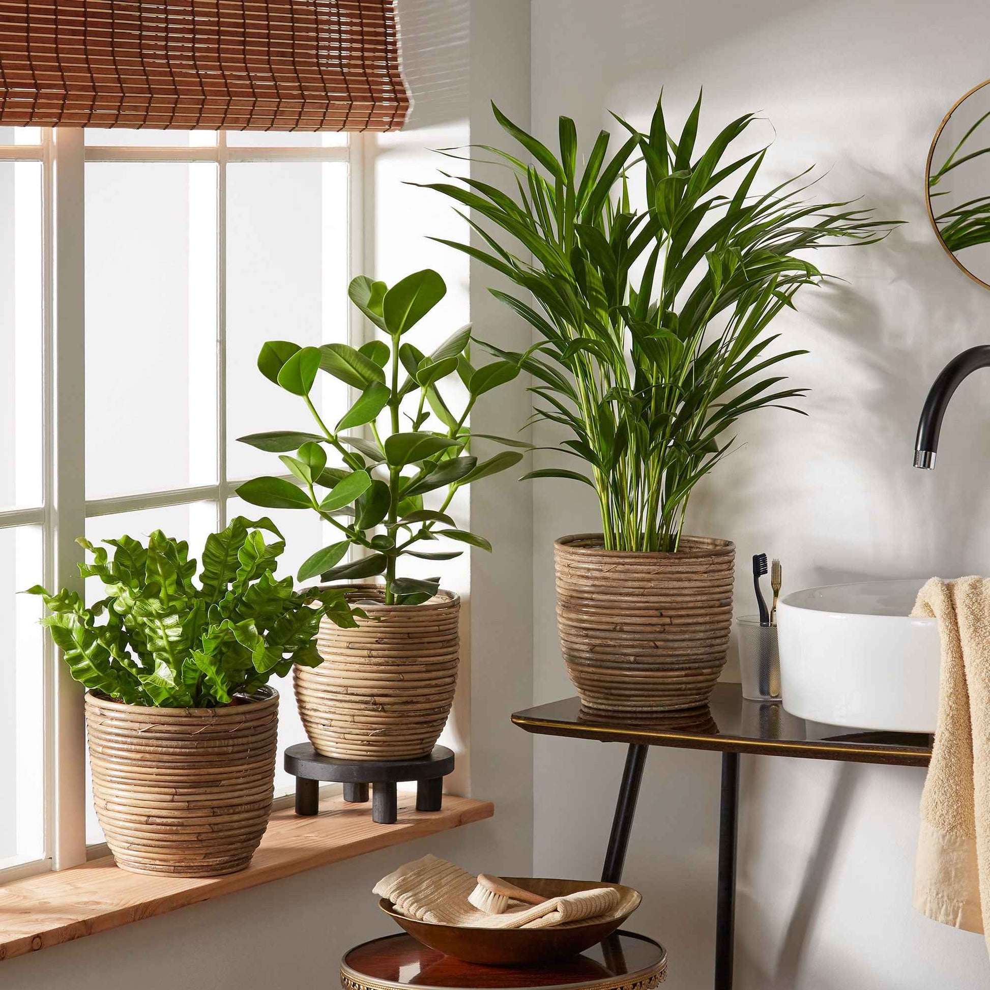 3x Luftreinigende Zimmerpflanzen - Mischung inkl. Ziertöpfe + Plateau - Beliebte Zimmerpflanzen