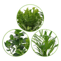 3x Luftreinigende Zimmerpflanzen - Mischung inkl. Ziertöpfe + Plateau - Büropflanzen