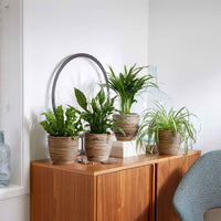 4x Luftreinigende Zimmerpflanzen - Mischung inkl. Ziertöpfe - Beliebte grüne Zimmerpflanzen