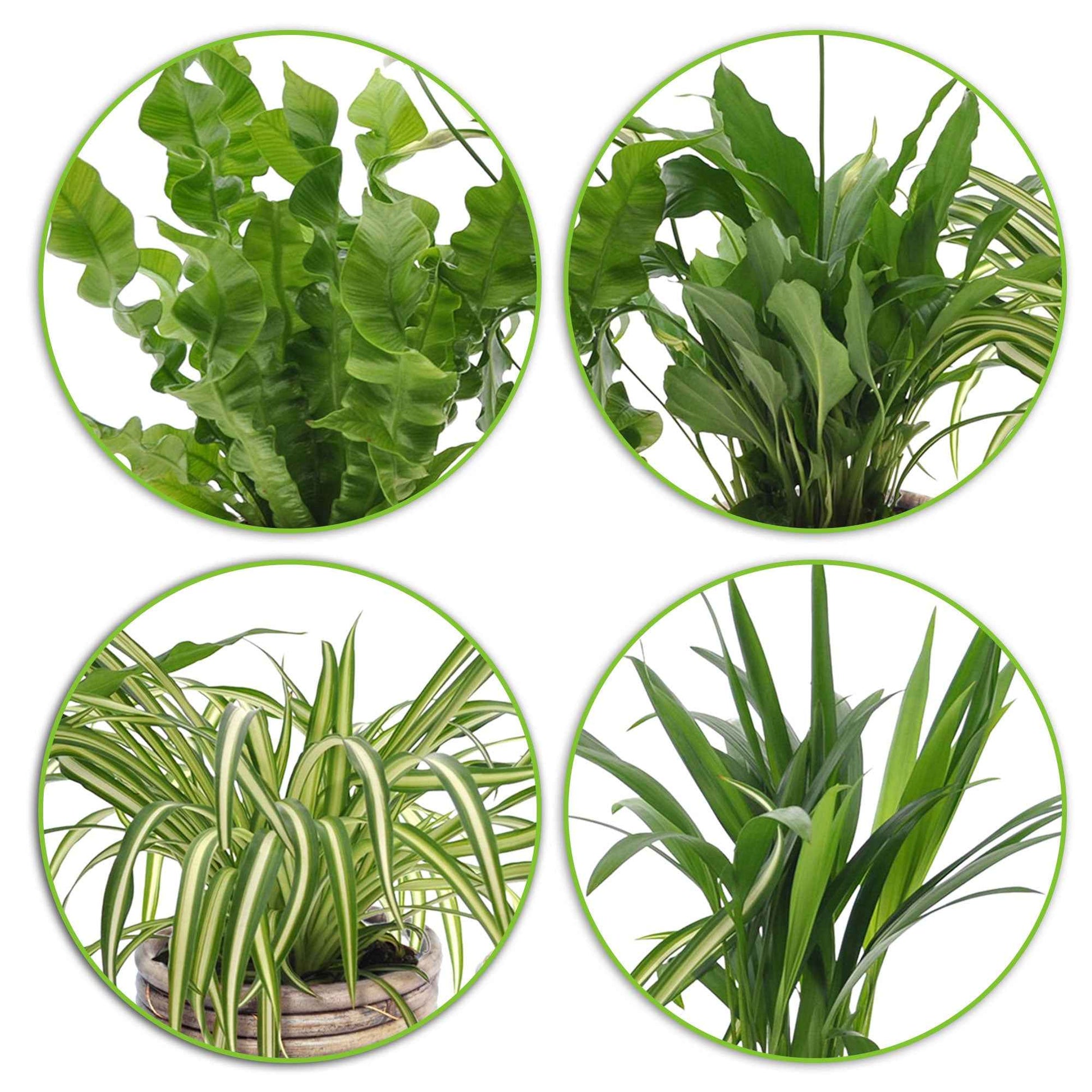 4x Luftreinigende Zimmerpflanzen - Mischung inkl. Ziertöpfe - Beliebte Zimmerpflanzen