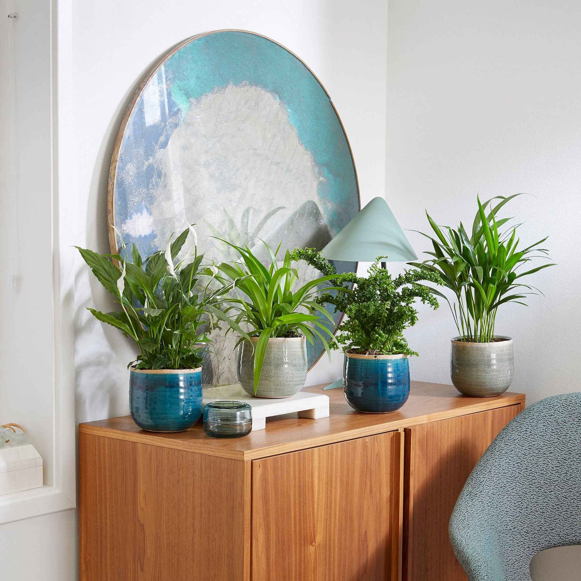 4x Luftreinigende Zimmerpflanzen - Mischung inkl. Ziertöpfe, grün und blau - Alle Pflanzen mit Topf