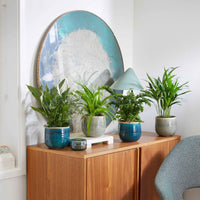 4x Luftreinigende Zimmerpflanzen - Mischung inkl. Ziertöpfe, grün und blau - Beliebte grüne Zimmerpflanzen