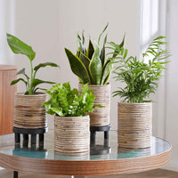 4x Pflegeleichte Zimmerpflanzen - Mischung inkl. Ziertöpfe - Beliebte grüne Zimmerpflanzen
