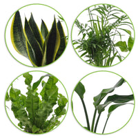 4x Pflegeleichte Zimmerpflanzen - Mischung inkl. Ziertöpfe - Beliebte Zimmerpflanzen