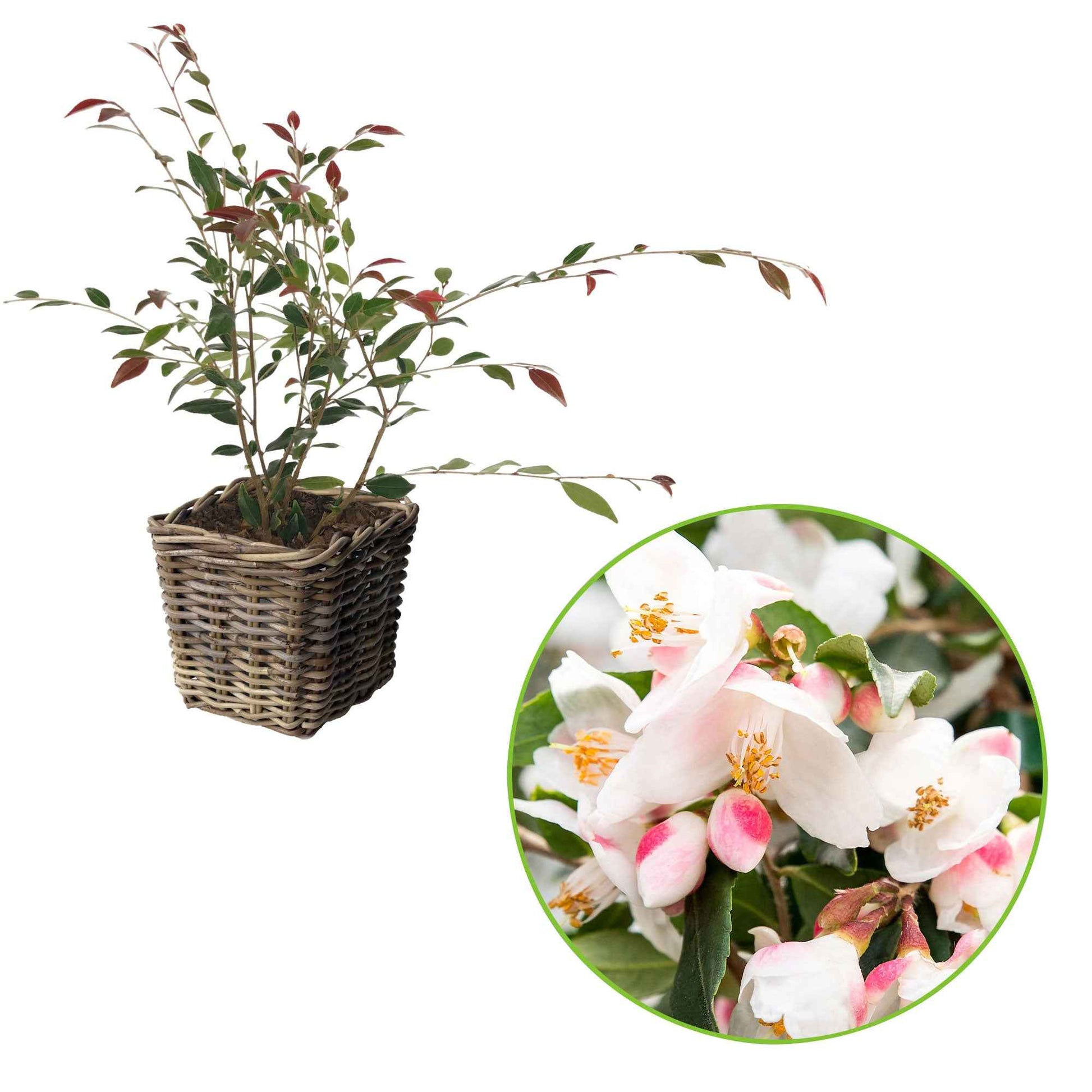 Kamelie Camellia 'Cupido' weiβ inkl. Korb - Winterhart - Immergrüne Sträucher