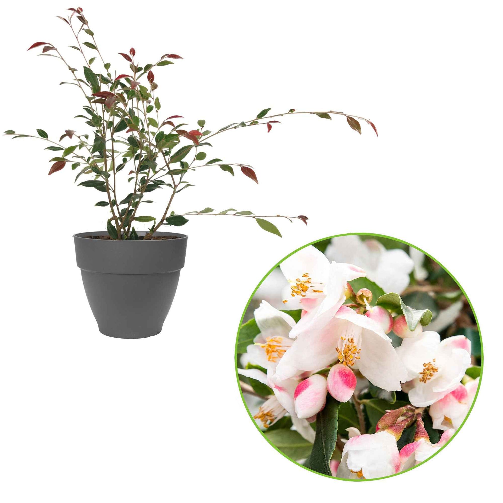 Kamelie Camellia 'Cupido' weiβ inkl. Ziertopf - Winterhart - Immergrüne Sträucher