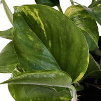 Goldranke Epipremnum 'Aureum' - Hängepflanze - Grüne Zimmerpflanzen