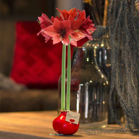 Wax Amaryllis Hippeastrum 'Kolibri' rot - Alle beliebten Blumenzwiebeln
