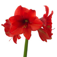 2x Wax Amaryllis Hippeastrum 'Kolibri' rot-weiβ - Alle beliebten Blumenzwiebeln
