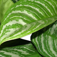 Kolbenfaden Aglaonema 'Stripes' - Grüne Zimmerpflanzen