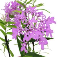 Orchidee Epidendrum 'Panama' Lila inkl. Dekotopf - Nach Trends