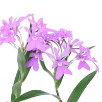 Orchidee Epidendrum 'Panama' Lila inkl. Dekotopf - Beliebte blühende Zimmerpflanzen