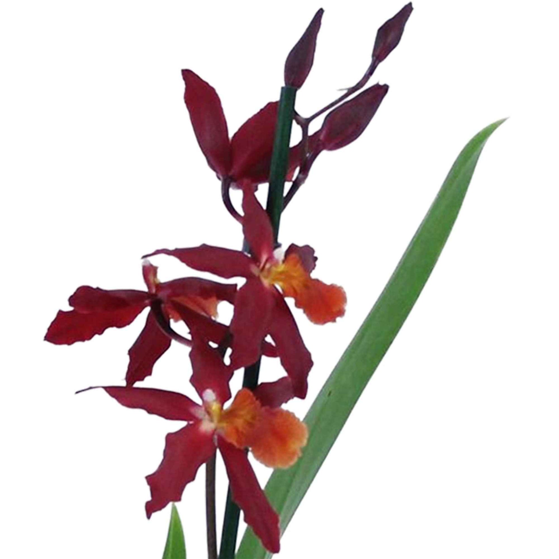 Orchidee Burrageara 'Chayenne' Rot - Beliebte blühende Zimmerpflanzen