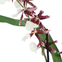 Orchidee Miltonidium 'Renaissance' Lila-Weiß - Blühende Zimmerpflanzen