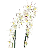 Orchidee Odontoglossum naevium Lila-Weiß - Blühende Zimmerpflanzen
