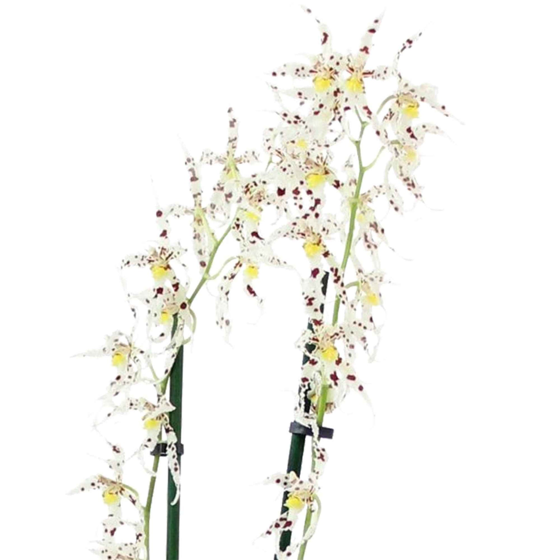 Orchidee Odontoglossum naevium Lila-Weiß - Blühende Zimmerpflanzen