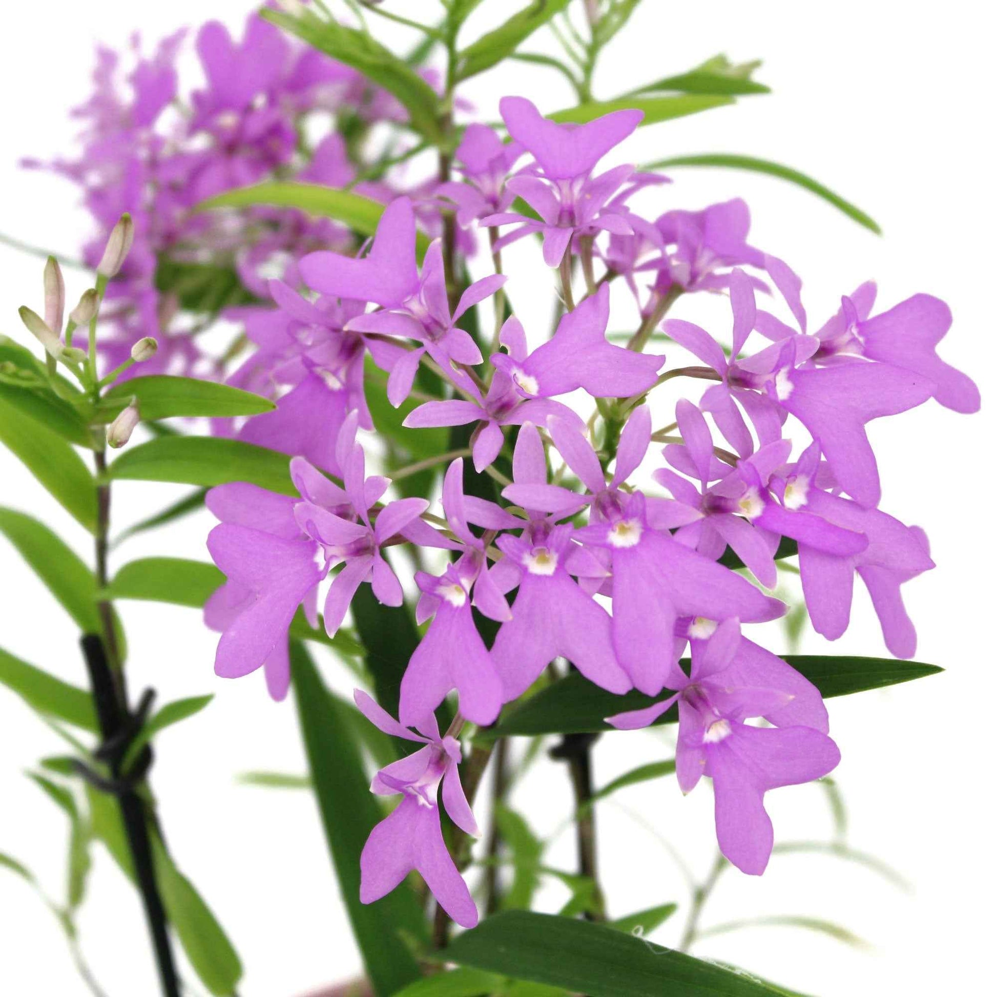 Orchidee Epidendrum 'Panama' Lila - Nach Trends