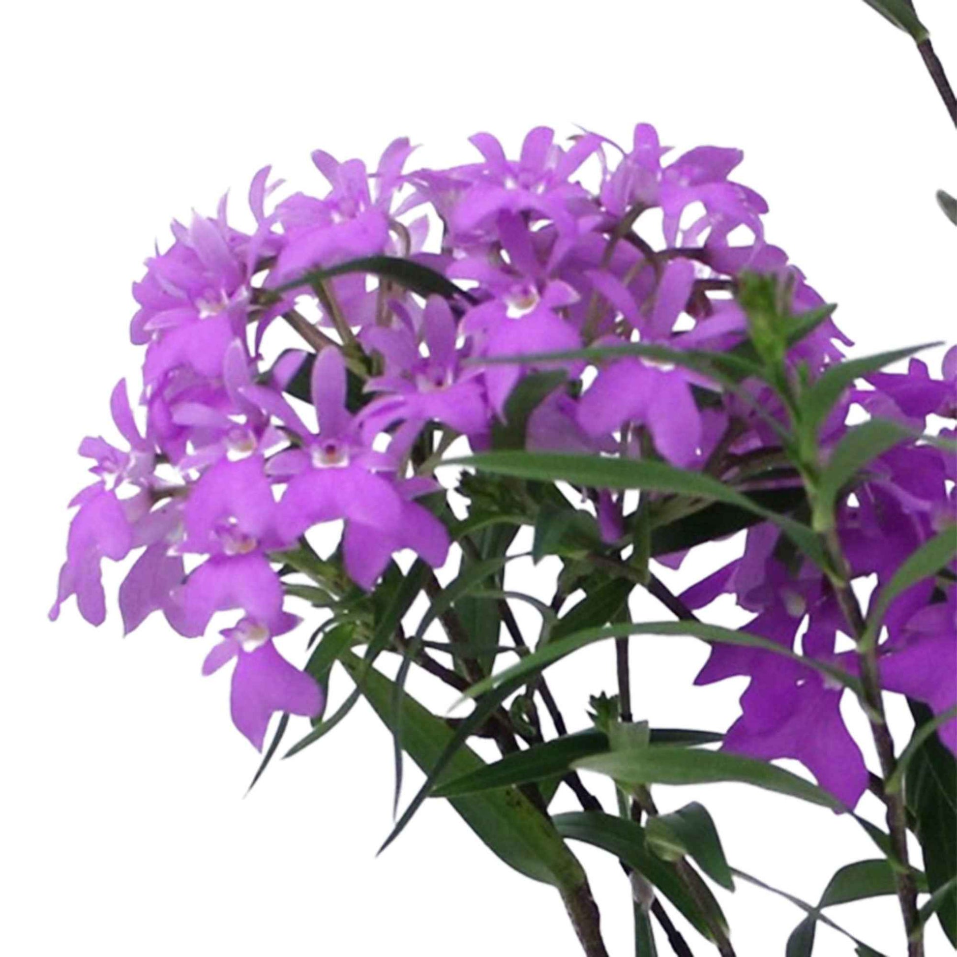 Orchidee Epidendrum 'Panama' Lila - Beliebte blühende Zimmerpflanzen