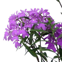 Orchidee Epidendrum 'Panama' Lila - Blühende Zimmerpflanzen