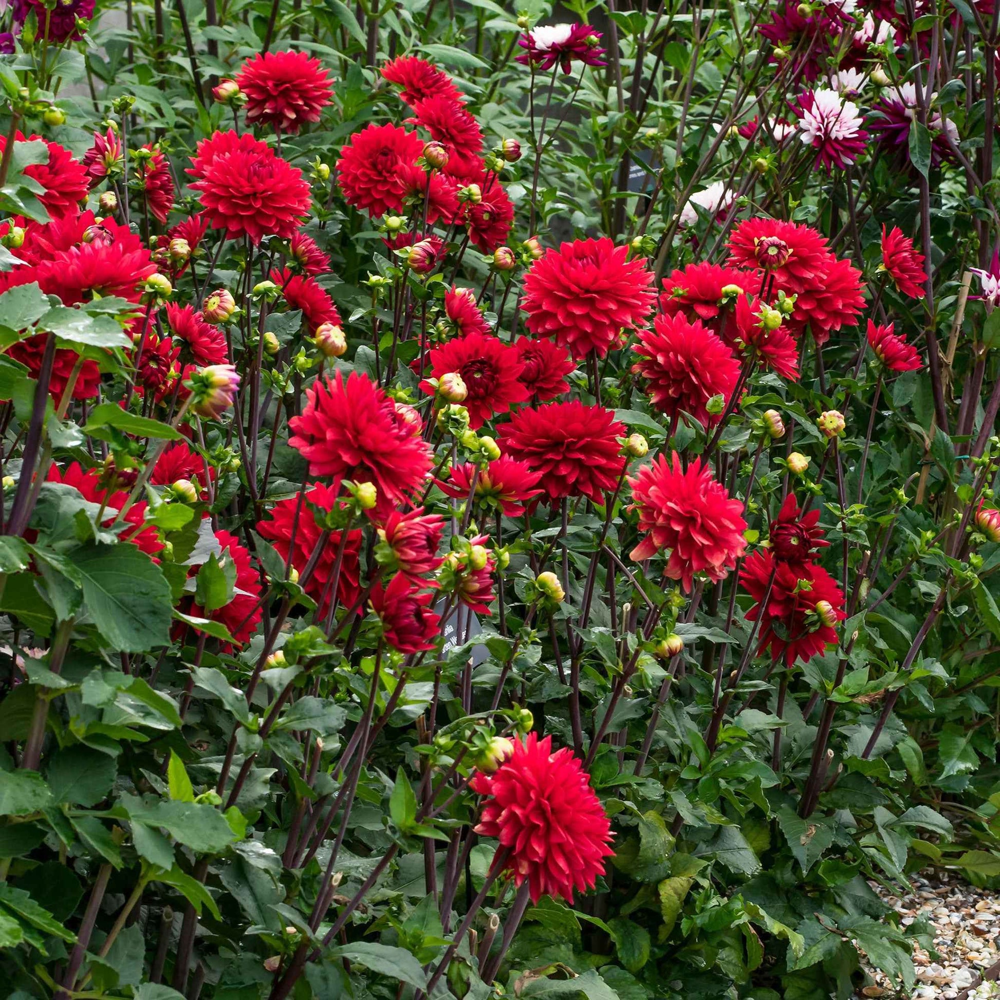 3x Dahlie 'Garden Wonder' rot - Alle beliebten Blumenzwiebeln