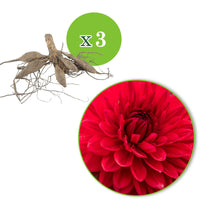 3x Dahlie 'Garden Wonder' rot - Alle Blumenzwiebeln