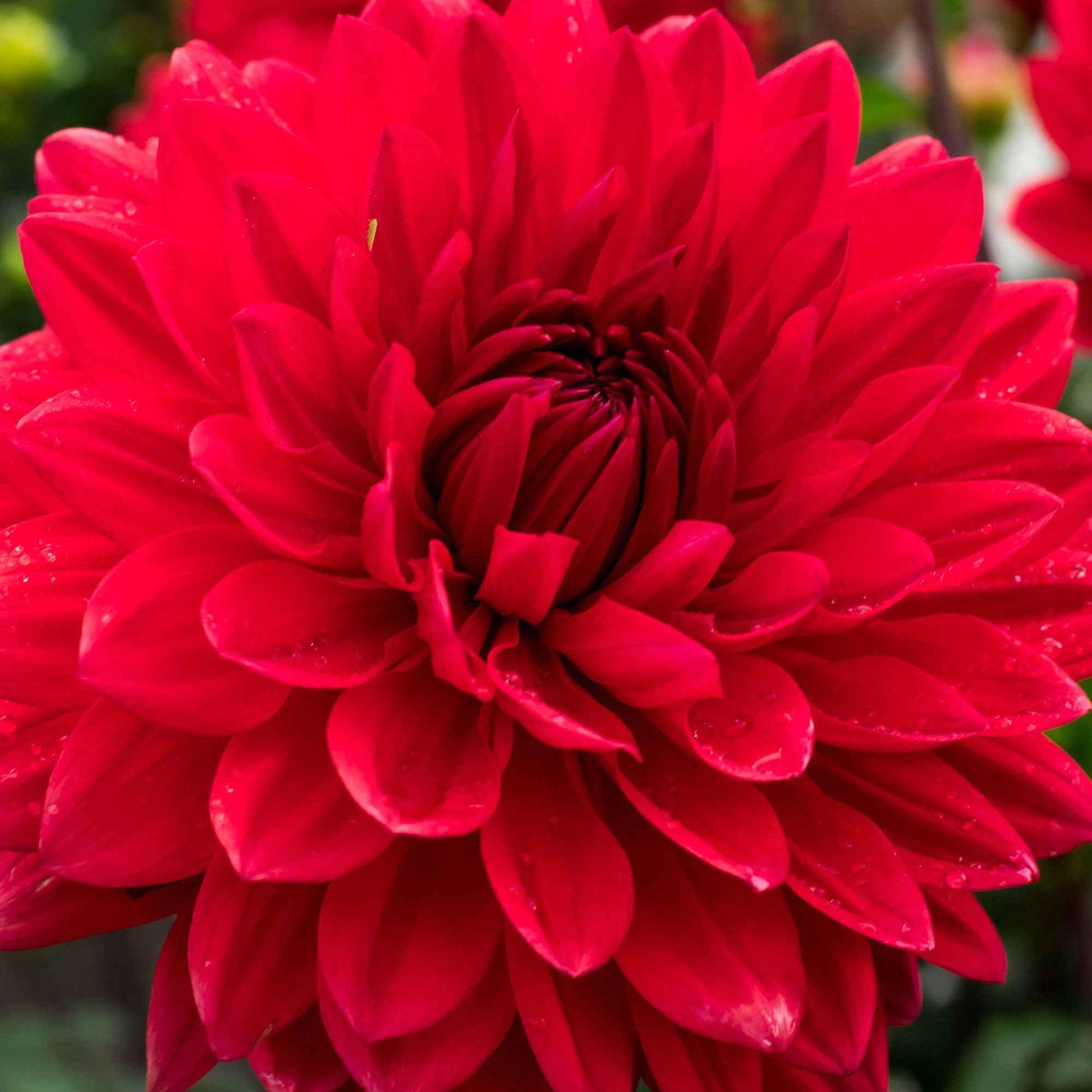 3x Dahlie 'Garden Wonder' rot - Beliebte Blumenzwiebeln