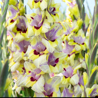 25x Gladiole Gladiolus 'Oracle' lila-gelb-weiβ - Alle beliebten Blumenzwiebeln