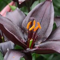 5x Lilie Lilium 'Blacklist' rot - Alle beliebten Blumenzwiebeln