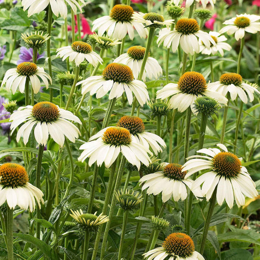 Sonnenhut 'Alaska' - Echinacea purpurea alaska - Gartenpflanzen