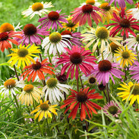 2x Sonnenhut Echinacea + 1x Sonnenhut - Mischung 'Flower Power' lila-weiβ-gelb - Wurzelnackte Pflanzen - Winterhart - Bienen- und schmetterlingsfreundliche Pflanzen